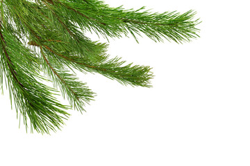 Christmas tree branch frame on corner border, transparent background