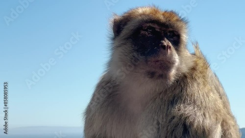 A monkey on the Rock of Gibraltar, United Kingdom. Portrait of a wild macaque. Macaques are one of the most famous attractions of the British overseas territory. monkey on the loose. 4k video.