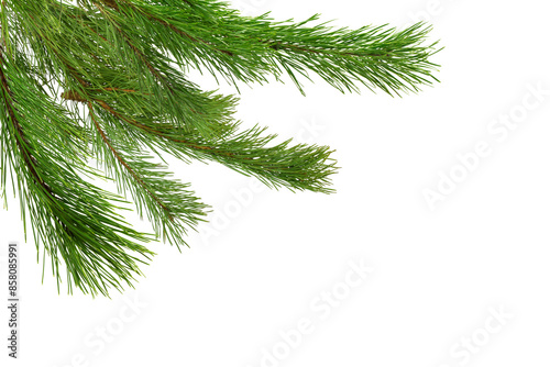 Christmas tree branch frame on corner border, transparent background photo