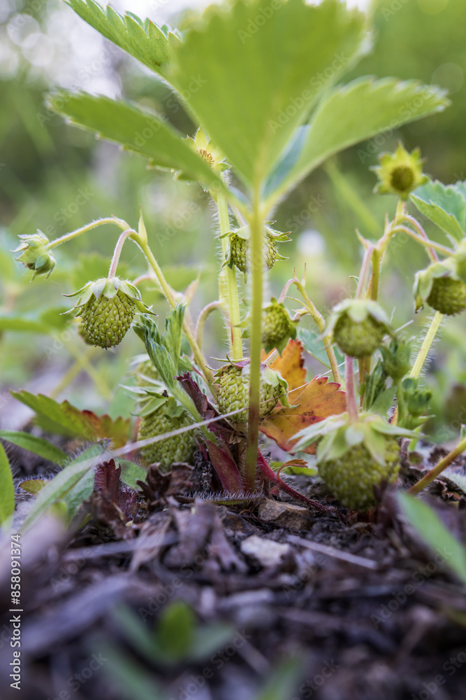 green strawberries on the plant green strawberries on the plant