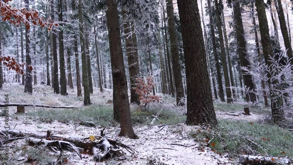 winter forest covered with frost the first days of winter winter forest covered with frost the first days of winter