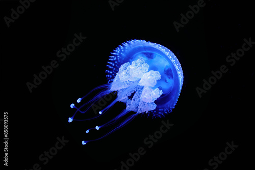 Tropical Jellyfish Phyllorhiza punctata white-spotted jellyfish aka floating bell, Australian spotted jellyfish underwater