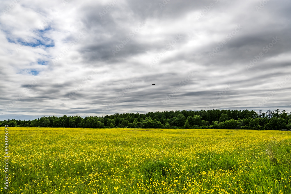 Field of yellow flowers and blue sky with clouds Field of yellow flowers and blue sky with clouds