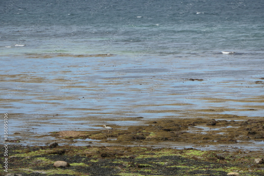 Heron wading through algae at low tide on the Atlantic Heron wading through algae at low tide on the Atlantic