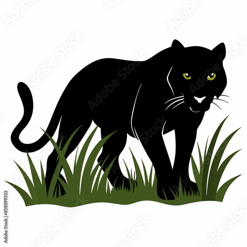 A black panther stalking through long grass white