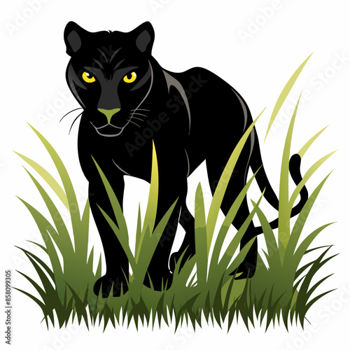 A black panther stalking through long grass white