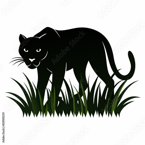 A black panther stalking through long grass white