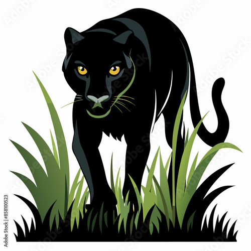 A black panther stalking through long grass white