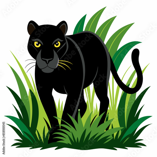 A black panther stalking through long grass white
