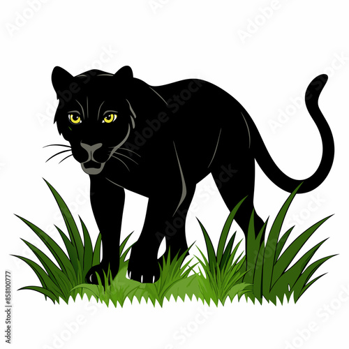 A black panther stalking through long grass white