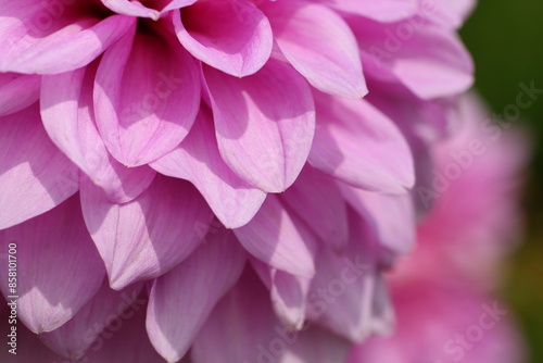 ピンクのダリアの花弁アップ
