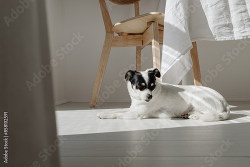 white dog  resting