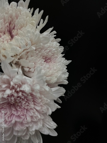White super mums on black
