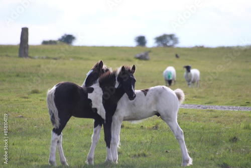 Wild foals on Bodmin moor