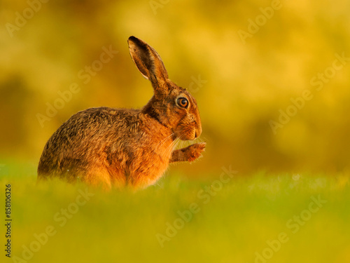 European hare (Lepus europaeus) resting in grassland, grooming in sunshine, UK.  photo