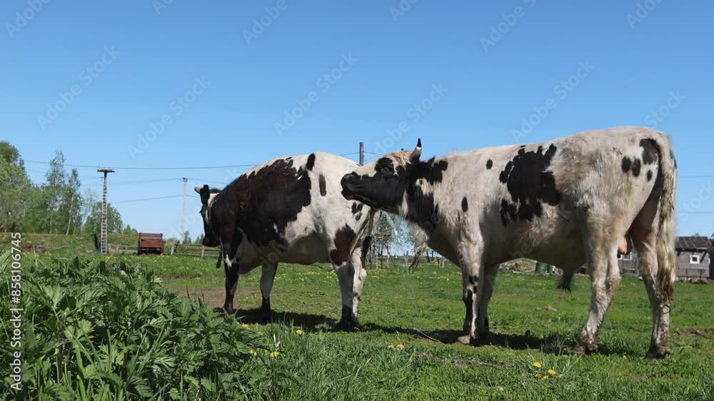 Two cows grazing in a lush pasture on a sunny day surrounded by greenery under a clear blue sky Two cows grazing in a lush pasture on a sunny day surrounded by greenery under a clear blue sky