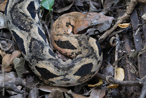 Madagascar ground boa (Acrantophis madagascariensis) camouflaged in leaf litter, Ankarana National Park, Madagascar. 