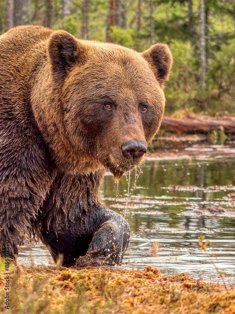 Eurasian brown bear (Ursus arctos arctos) emerging from forest pool, Finland. October. Eurasian brown bear (Ursus arctos arctos) emerging from forest pool, Finland. October.