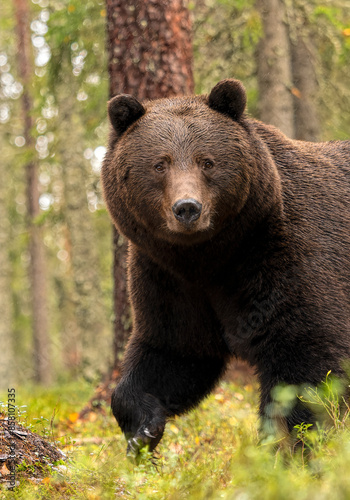 Eurasian brown bear (Ursus arctos arctos) walking through forest, Finland. October. 
