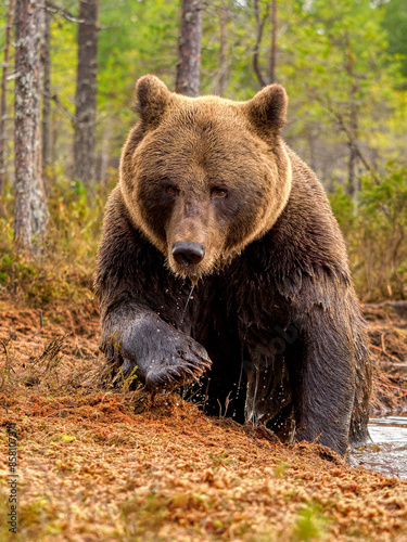 Eurasian brown bear (Ursus arctos arctos) emerging from forest pool, Finland. October. 