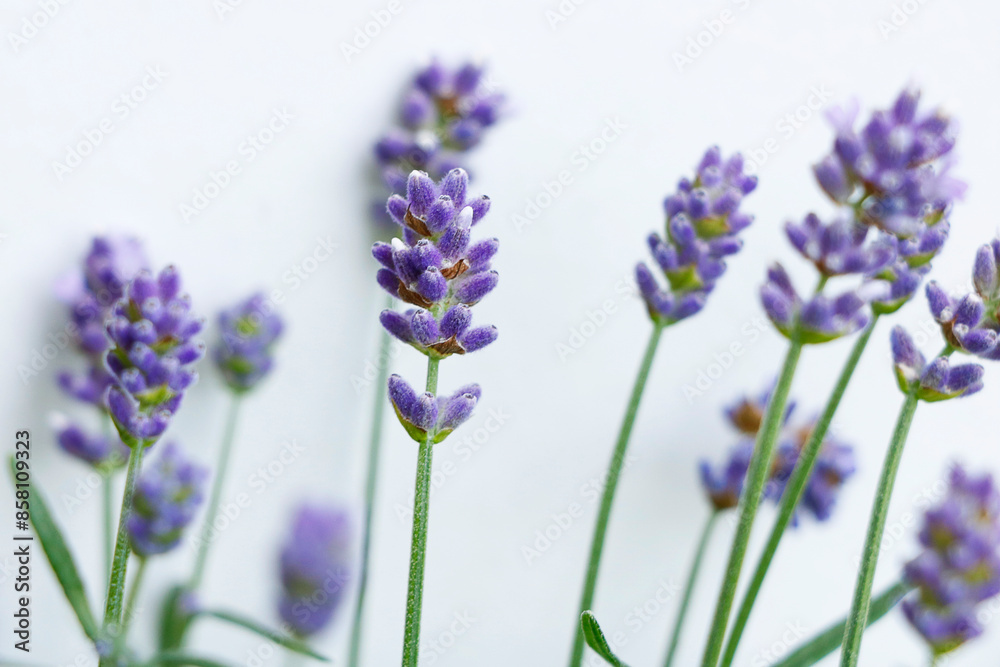 Fototapeta premium Lavande