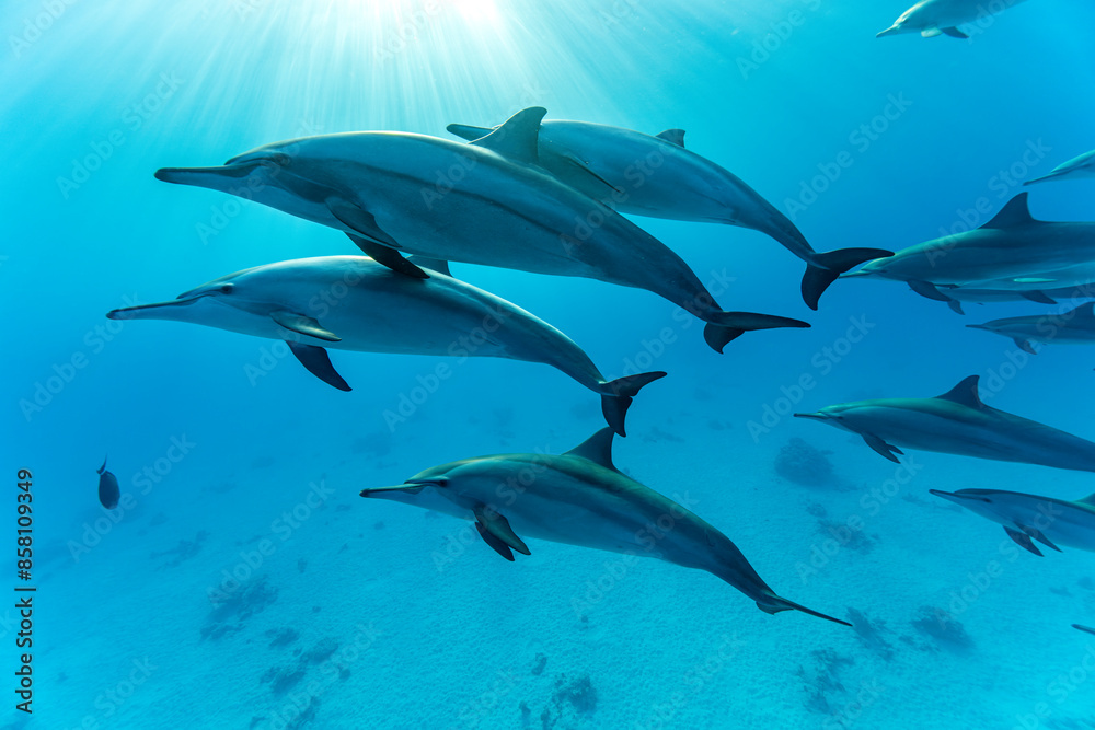 Pod of Spinner dolphins (Stenella longirostris) swimming over shallow sandy lagoon, Marsa Alam, Egypt, Red Sea. Pod of Spinner dolphins (Stenella longirostris) swimming over shallow sandy lagoon, Marsa Alam, Egypt, Red Sea.