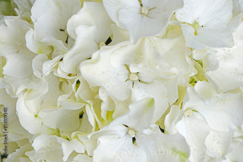 Macro d'une hortensia