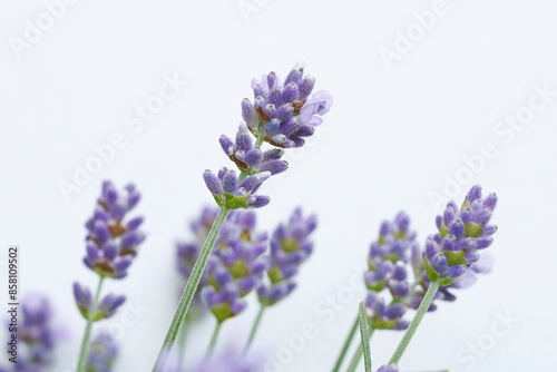 Lavande de jardin