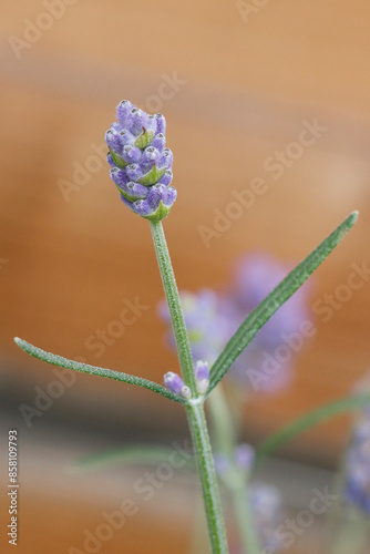 Lavande de jardin 