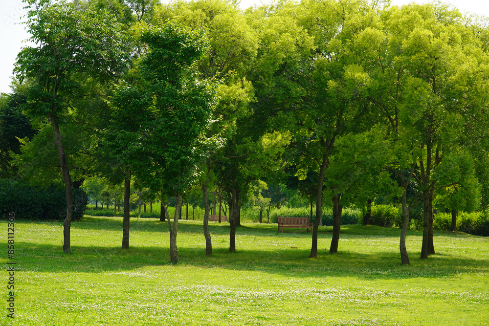 Naklejka premium trees in the park