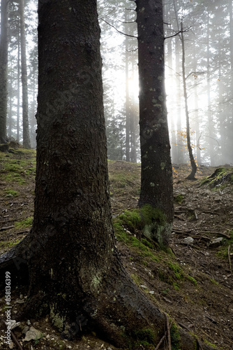 The Cost'Alta-Millegrobbe forest. Luserna, Alpe Cimbra, Trentino, Italy. photo