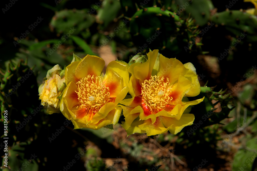 The beautiful Cactus flower in the garden. The beautiful Cactus flower in the garden.