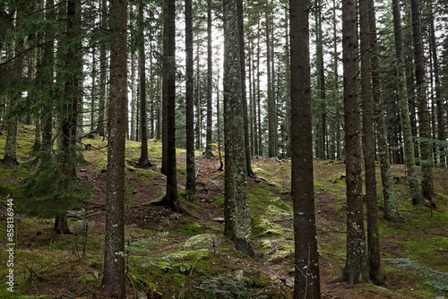 The Cost'Alta-Millegrobbe forest. Luserna, Alpe Cimbra, Trentino, Italy. photo