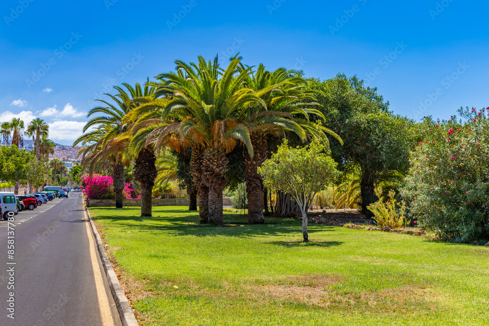 Fototapeta premium Dwarf Cavendish bananas from the Canary Islands