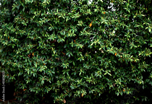 Korean banyan tree. Green leaves background. Selective focus.