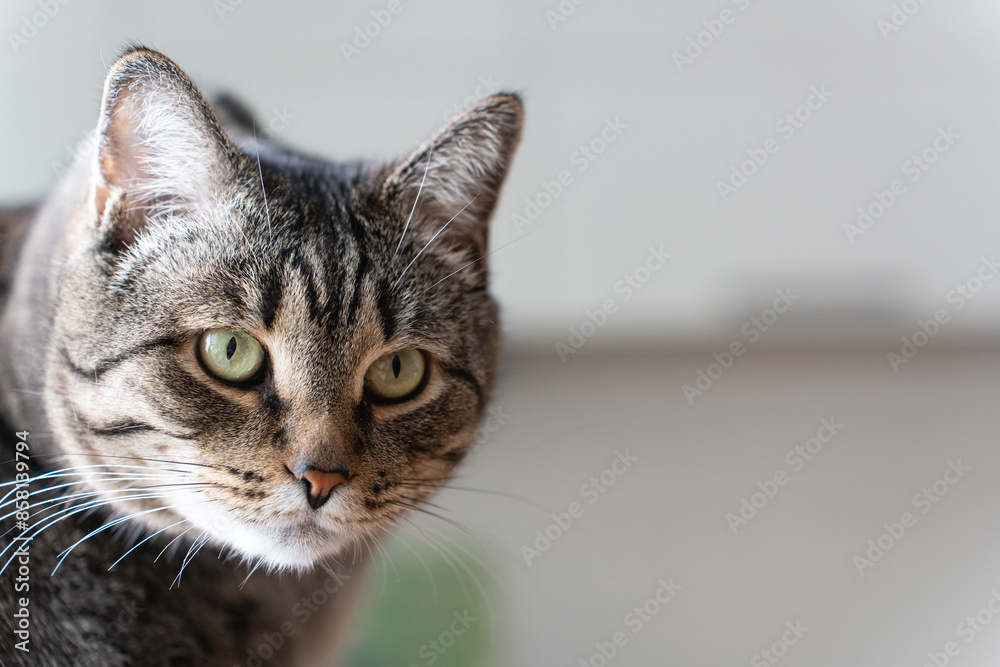 close-up portrait of cute domestic cat looking to the camera. High quality photo close-up portrait of cute domestic cat looking to the camera. High quality photo