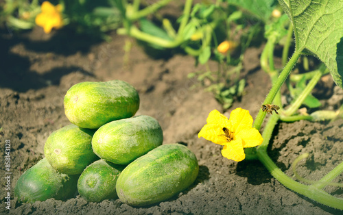 harvest of cucumbers in the garden. Green cucumbers eco-concept, bees pollinate cucumber flowers