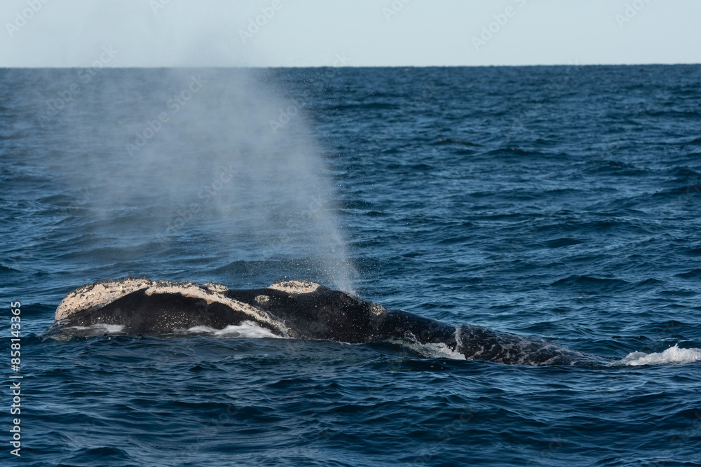Obraz premium Sohutern right whales in the surface, Peninsula Valdes, Patagonia,Argentina
