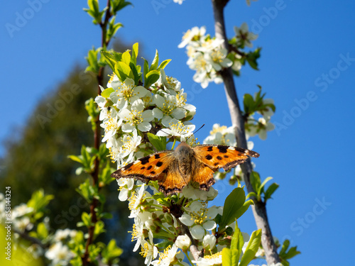 Spring landscape with blossoming fruit tree branch and spotted butterfly. Picture with a butterfly. Insects in spring	 photo
