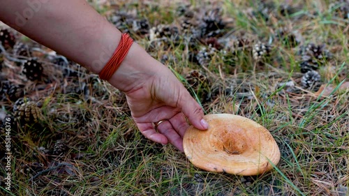 A woman cuts a mushroom in the forest with a knife, a chanterelle. When she cuts it, the spores spread.