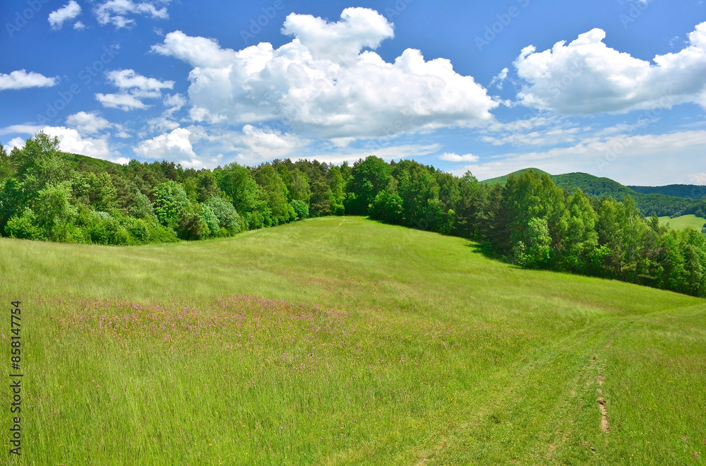 Beautiful summer landscape in the mountains with blooming meadow with flowers and forested hills, Low Beskids (Beskid Niski), Poland
