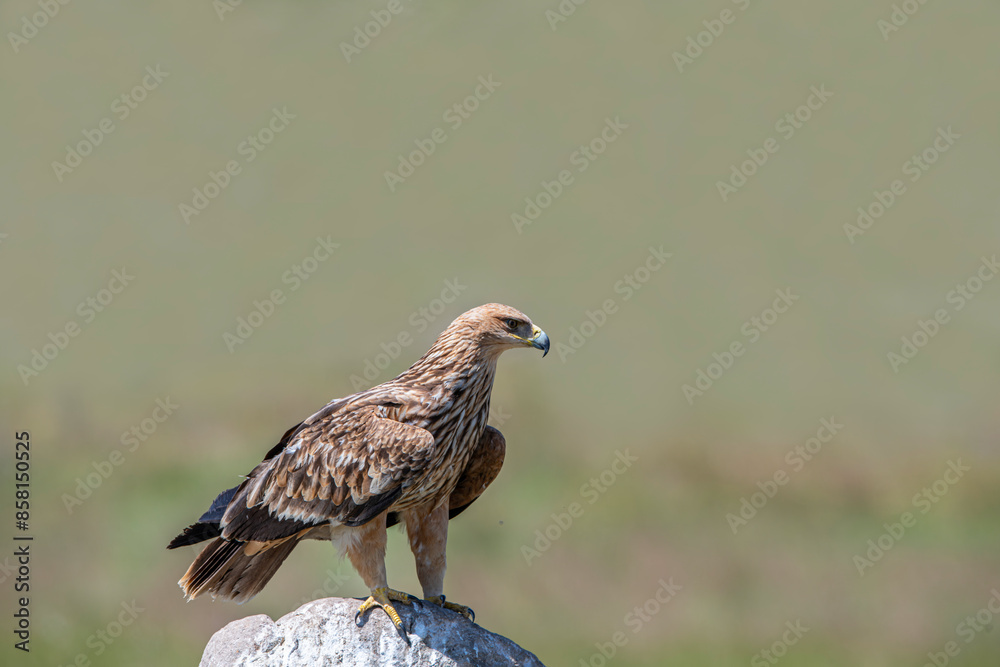 Imperial eagle.The eastern imperial eagle is a large bird of prey that breeds in southeastern Europe and widely in western and central Asia.