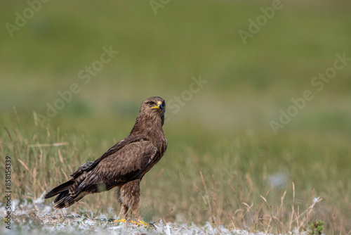 Obraz na płótnie The booted eagle is a mostly migratory bird of prey with a wide distribution in the Palearctic and South Asia. Photographed in the Bolu region, Turkey. w salonie