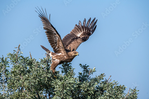 The booted eagle is a mostly migratory bird of prey with a wide distribution in the Palearctic and South Asia. Photographed in the Bolu region, Turkey. photo