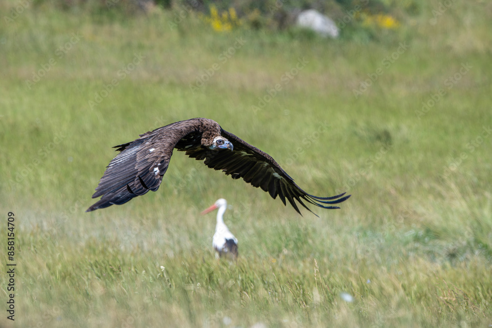 Fototapeta premium Black vulture. Photographed in Bolu region, Turkey.