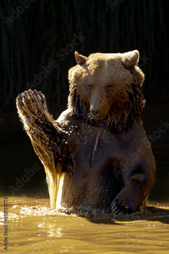 Nice photo of a brown bear enjoying a bath in the river photo