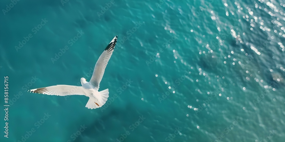 Seagull midflight adjusting wings creative banner with copy space aerial view. Concept Aerial Photography, Seagulls in Flight, Creative Poses, Copy Space, Banner Composition Seagull midflight adjusting wings creative banner with copy space aerial view. Concept Aerial Photography, Seagulls in Flight, Creative Poses, Copy Space, Banner Composition