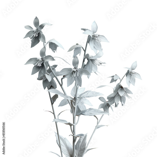 gray Helleborine, also known as Pristine Cephalanthera Damasonium, displayed with its delicate gray flowers on a transparent background. photo