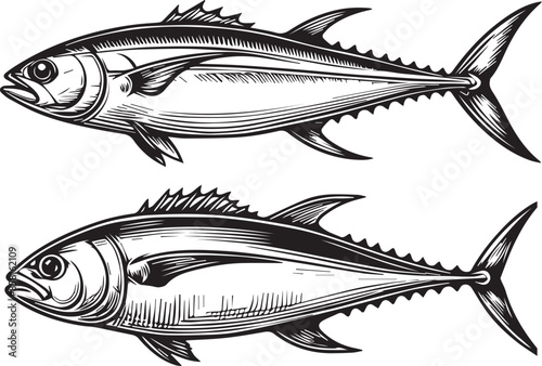  Vector silhouette outline art and illustration of  Tuna fish