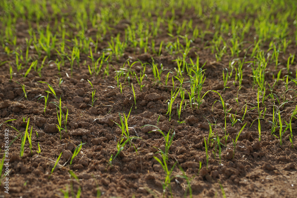 Close up of rice seedlings, Thailand rice farm start planting the rice tree when rainy season comes. Close up of rice seedlings, Thailand rice farm start planting the rice tree when rainy season comes.